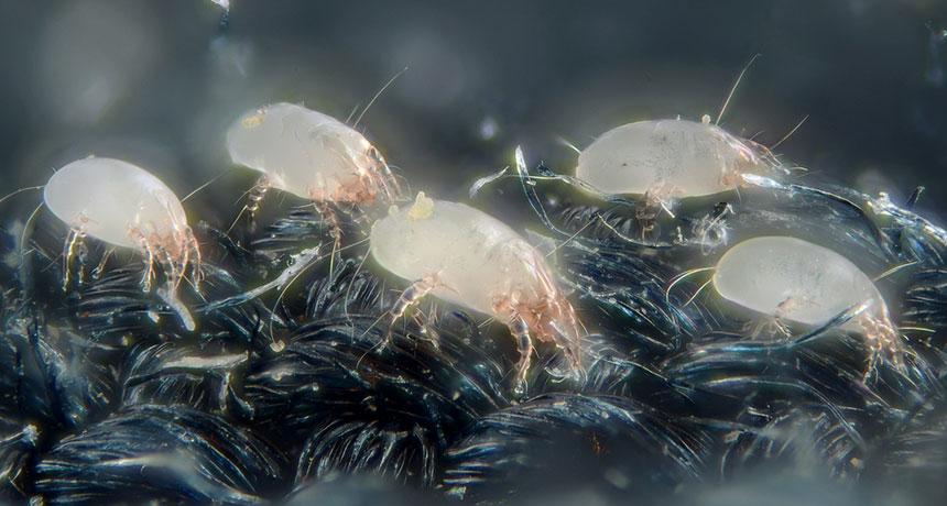 dust mites