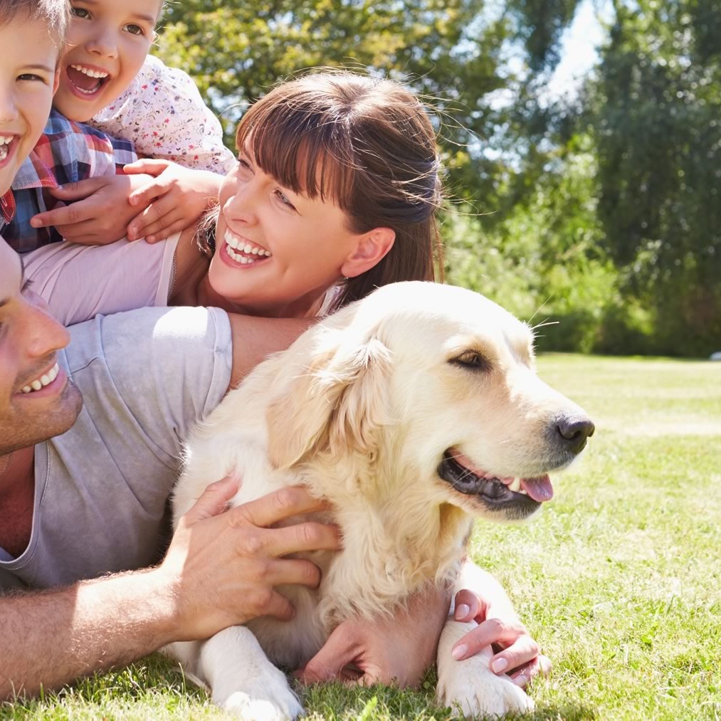 How to Minimize Dog Shedding and Pet Allergies