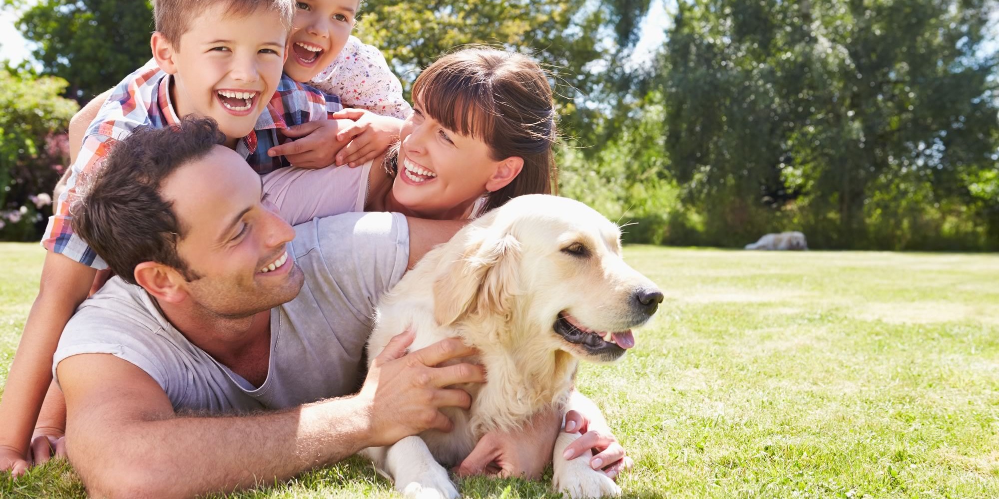 How to Minimize Dog Shedding and Pet Allergies