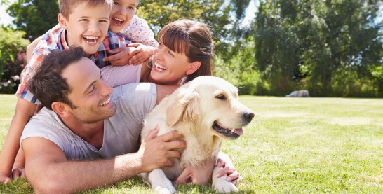 How to Minimize Dog Shedding and Pet Allergies