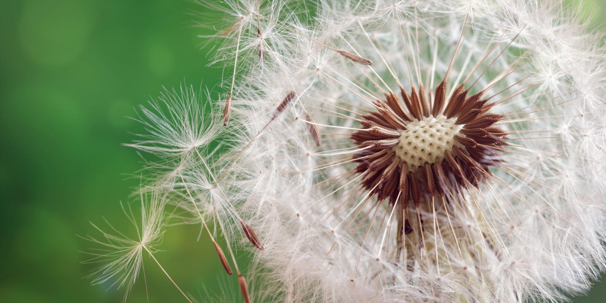 Environmental allergies, allergy testing kits, allergy kits, environmental allergy testing kits, ancillary medical solutions