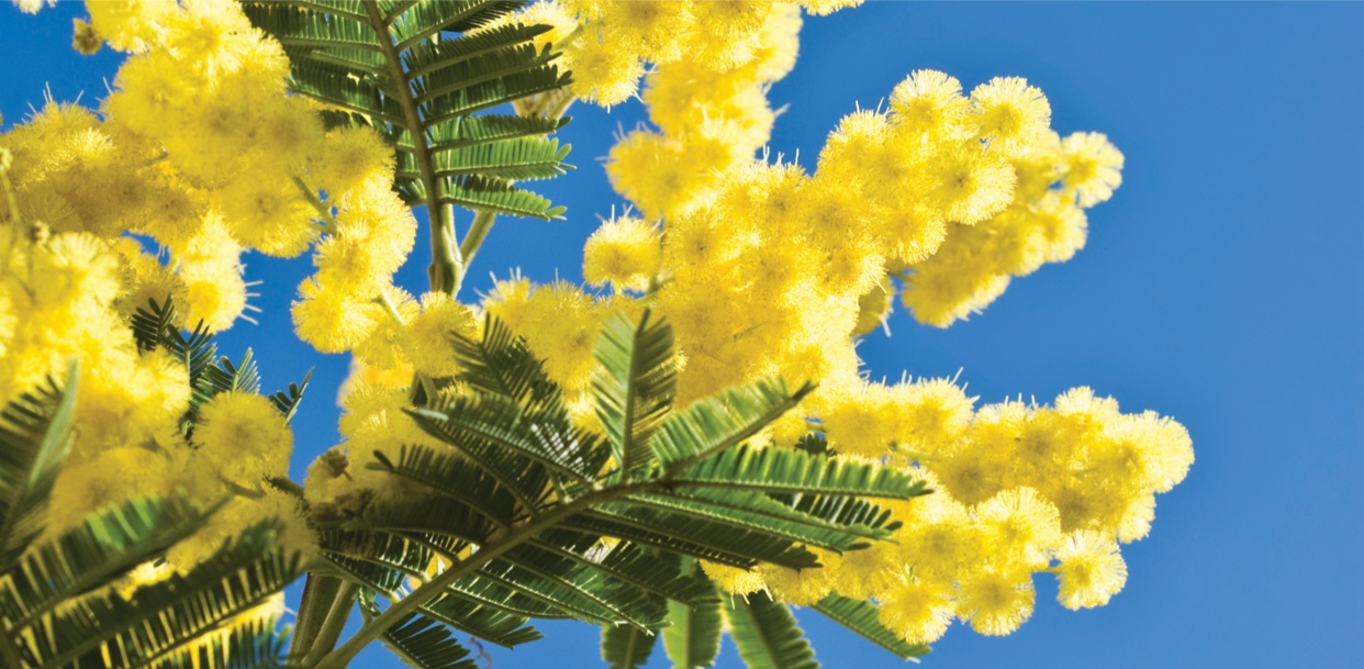 Allergy Resources Helpful Tools & Info United Allergy Services