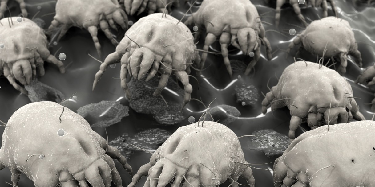 Dust Mites and Allergies
