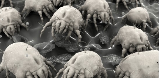 Dust Mites and Allergies