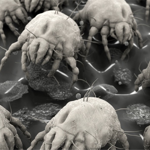 Dust Mites and Allergies