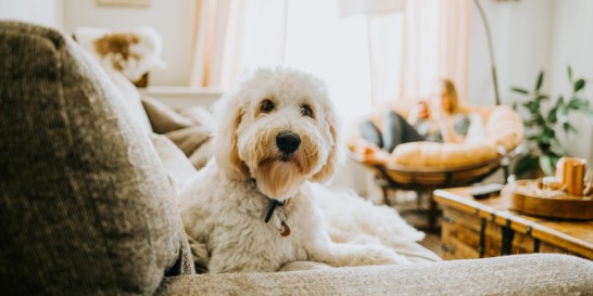 Are Hypoallergenic Pets a Real Thing?