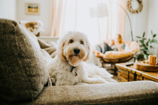 Are Hypoallergenic Pets a Real Thing?