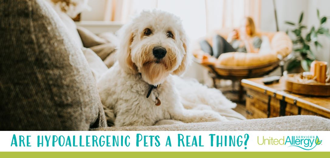 Are Hypoallergenic Pets Real? United Allergy Services