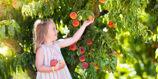 Fresh fruits can cause allergy symptoms similar to common environmental allergen irritants.