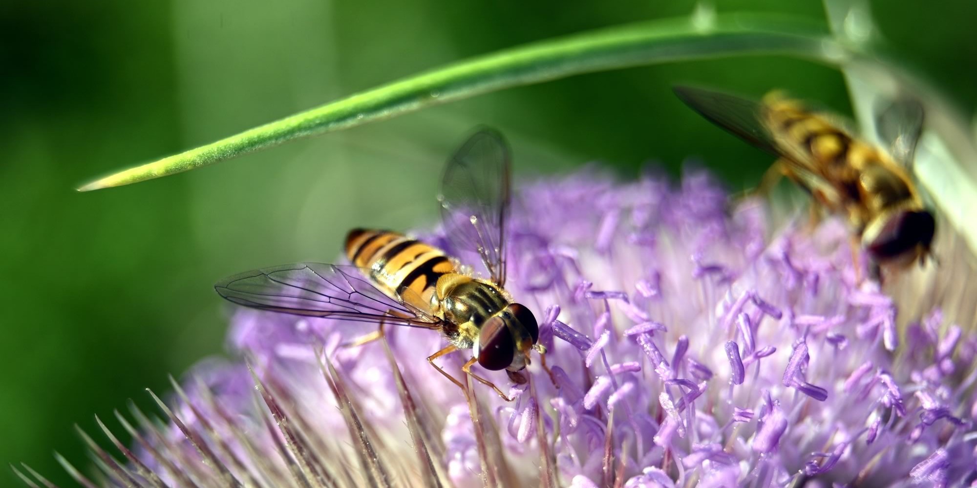 Stinging Insects & Allergic Reactions