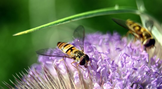Stinging Insects & Allergic Reactions