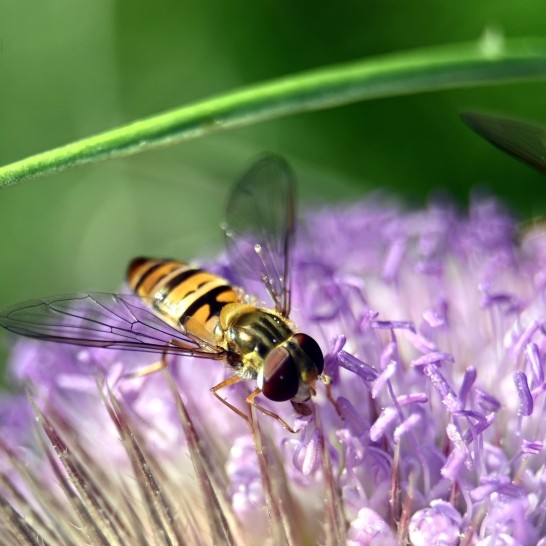 Stinging Insects & Allergic Reactions