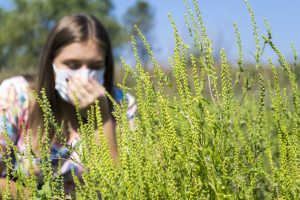 Ragweed and Fall Pollen Allergies