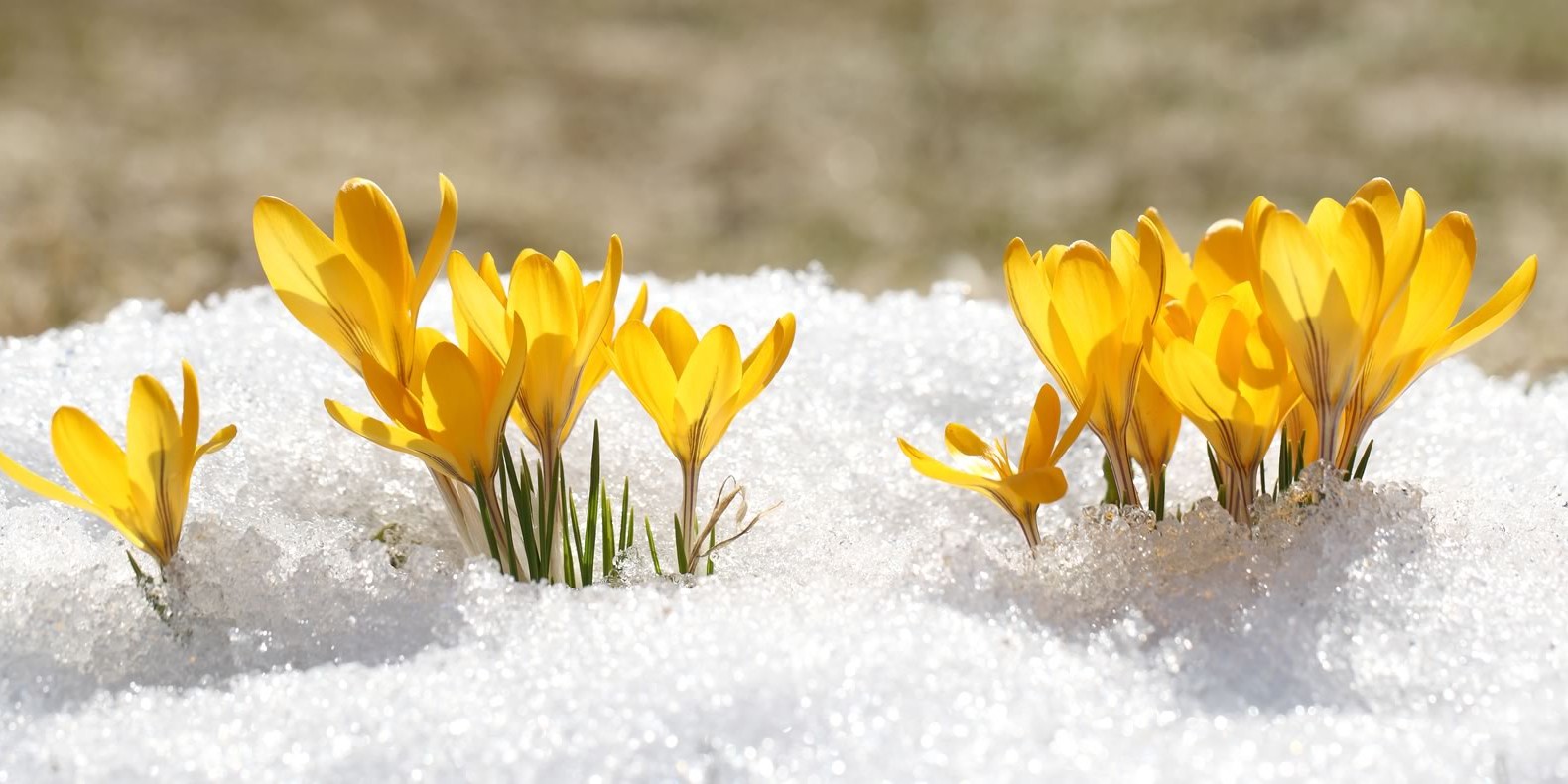 Shake off the winter blues