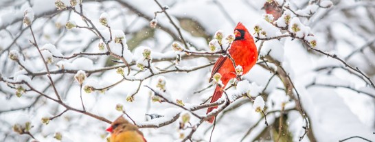 Six More Weeks of Winter