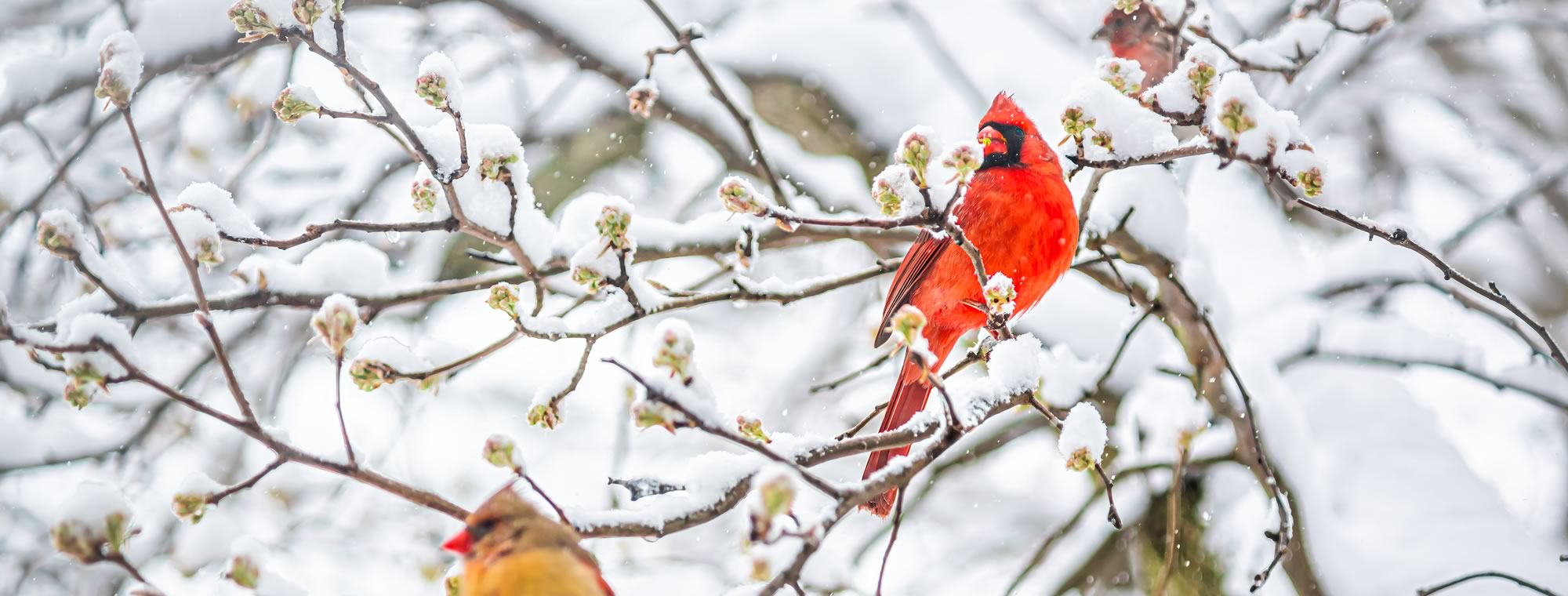 Six More Weeks of Winter United Allergy Services