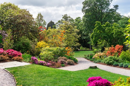 Tree pollen and pollen counts explained: pollen count and pollen forecast