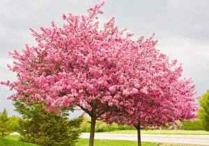 Male and female trees play a role in pollen count