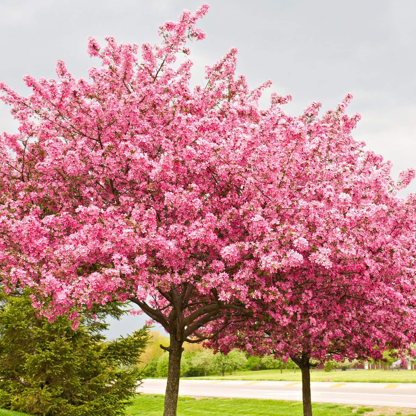 Botanical sexism: does it impact allergy sufferers? Male and female trees play a role in pollen count