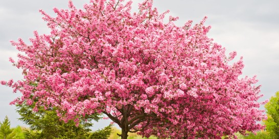 Botanical sexism: does it impact allergy sufferers? Male and female trees play a role in pollen count