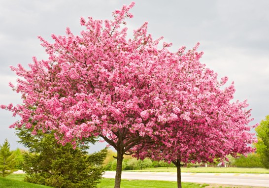 Botanical sexism: does it impact allergy sufferers? Male and female trees play a role in pollen count