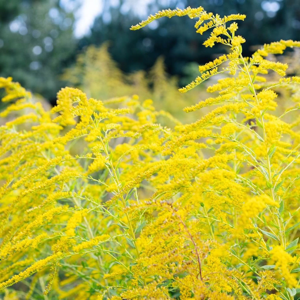 Rising Ragweed Pollen: Why Fall Allergies in the U.S. Are Getting Worse