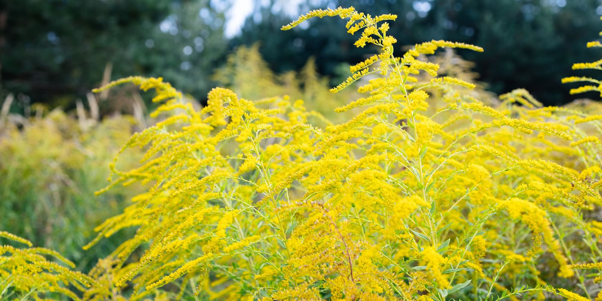 Rising Ragweed Pollen: Why Fall Allergies in the U.S. Are Getting Worse